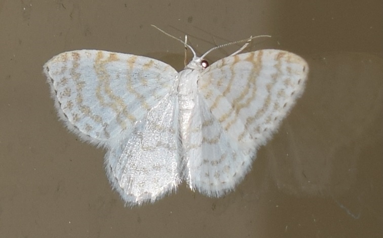 Geometridae da ID - Asthena albulata